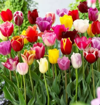 Menelusuri Makna di Balik Setiap Warna Bunga Tulip